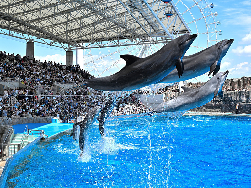 イルカショーの様子