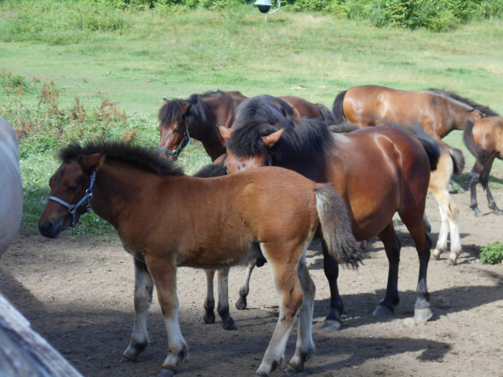 牧場にいる馬たち